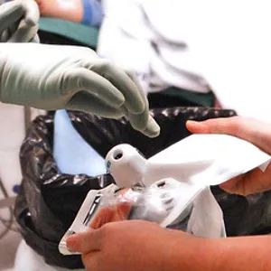 Hånd med kirurgisk hanske holder i spaker som styrer kikkhullsoperasjon.