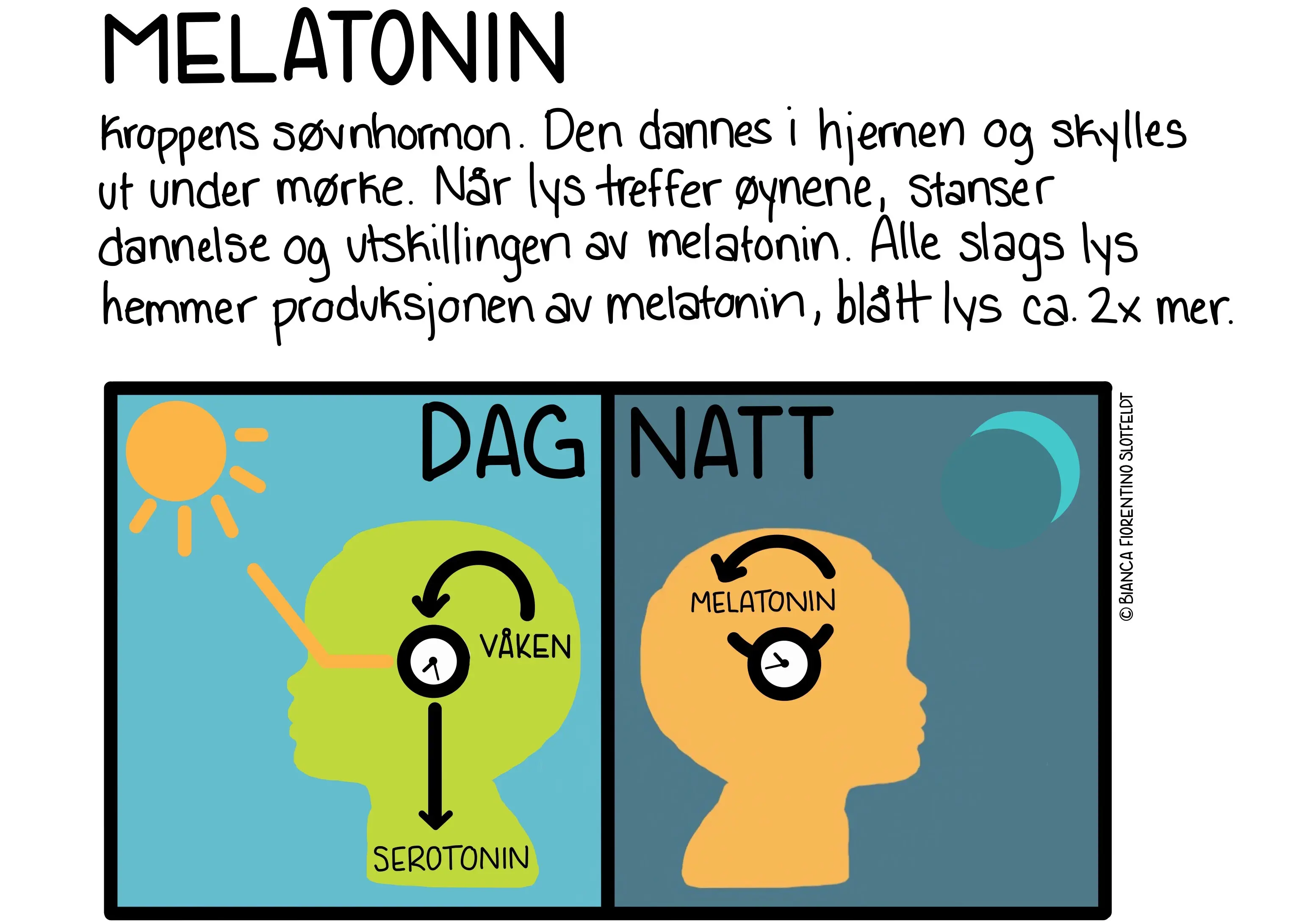 Melatonin. Illustrasjon.