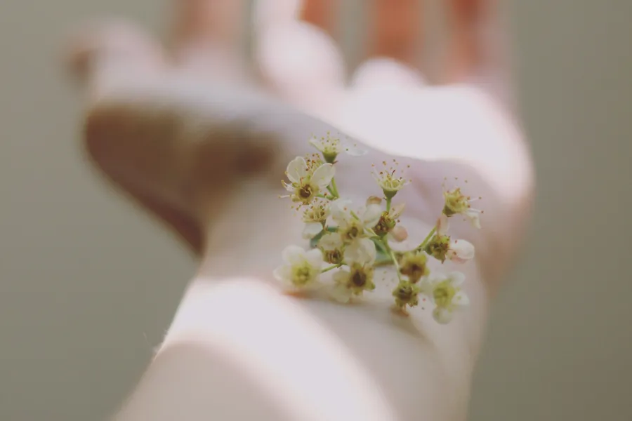 Et nærbilde av en blomst